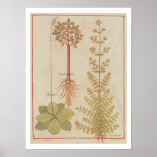 Plantain för Fr 12322 f.180v, mejram och mandrake Poster