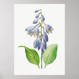 Plantain Lily Hosta Flower Botanical Vintage Poster