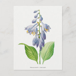Plantain Lily Hosta Flower Botanical Vintage Vykort