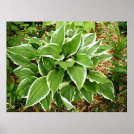 Plantain Lily Hosta Plant Lövs Poster