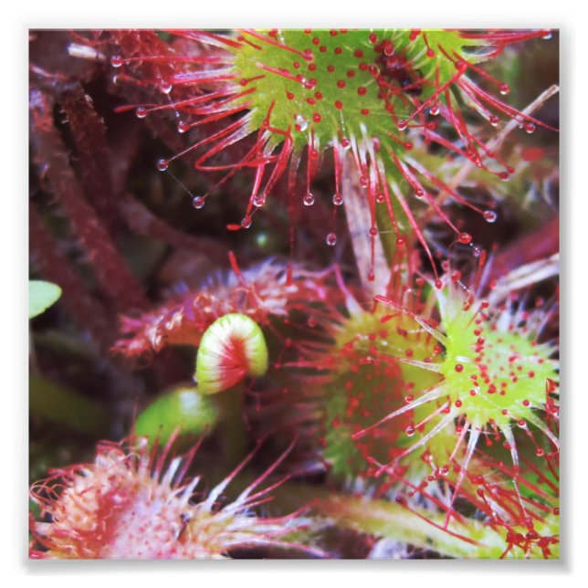 Plante Drosera rotundifolia Fototryck (Framsidan)