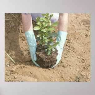 Plantera ett träd på jorddag poster