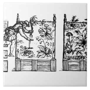 Plantera i lyftta sängar, från 'trädgårdsmäst kakelplatta