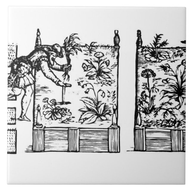 Plantera i lyftta sängar, från 'trädgårdsmästare kakelplatta (Framsidan)