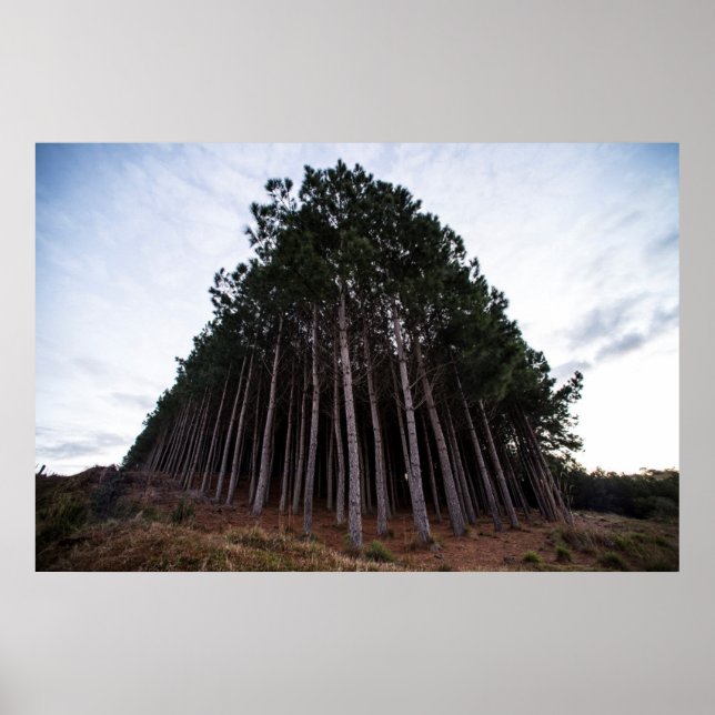 Plantering Poster (Framsidan)