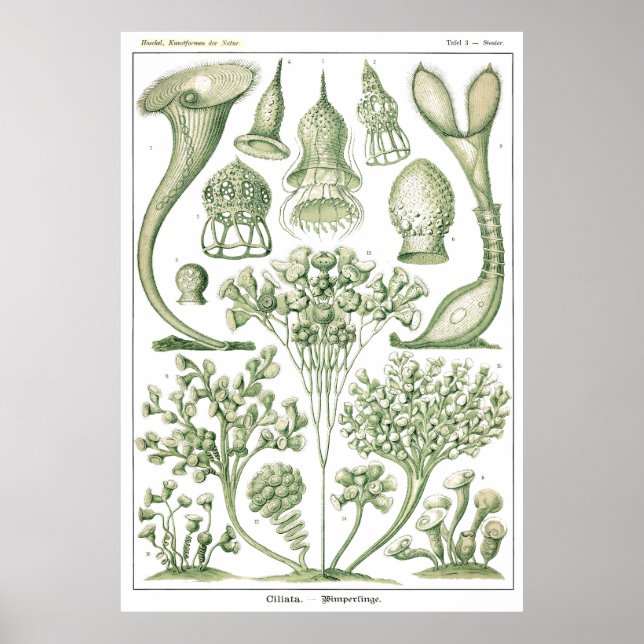 Plate 03 Ciliata. Poster (Framsidan)