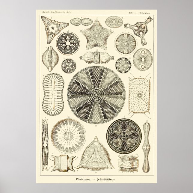 Plate 04 Diatomea Poster (Framsidan)