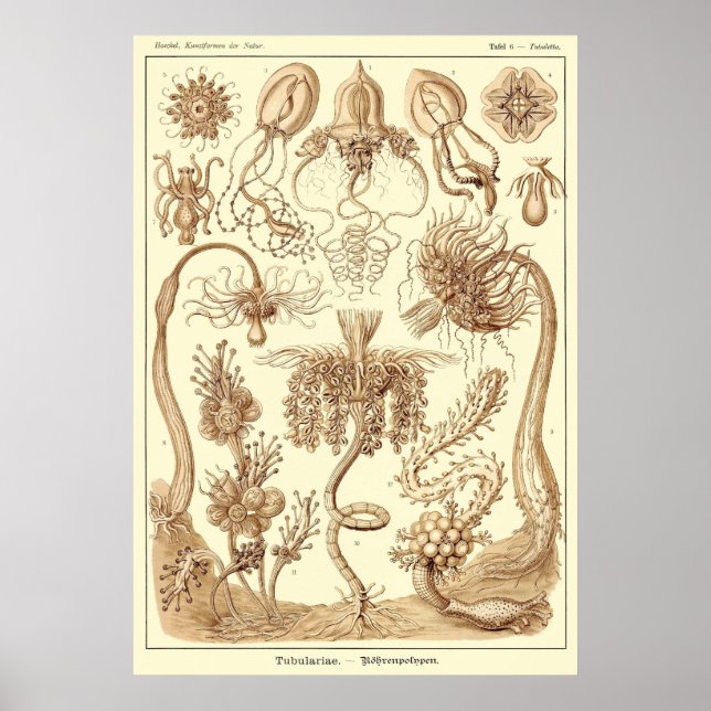 Plate 06 Tubulariae Poster (Framsidan)