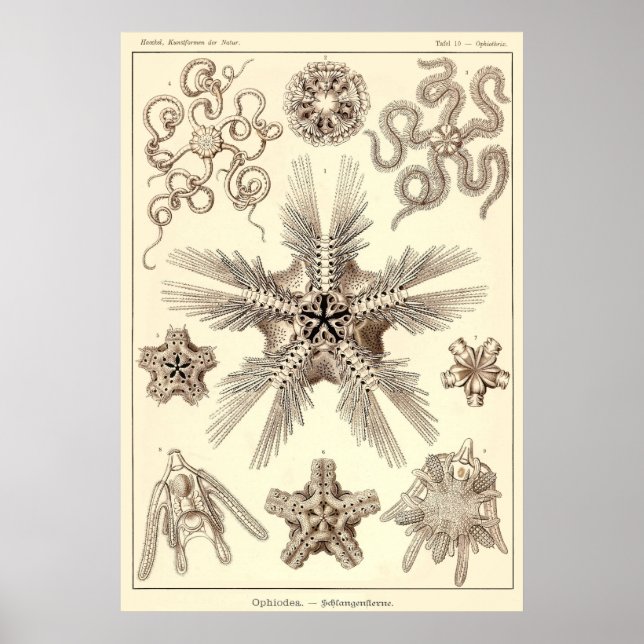 Plate 10 Ophiodea Poster (Framsidan)