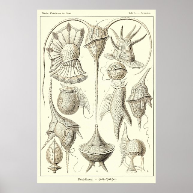 Plate 14 Peridinea Poster (Framsidan)
