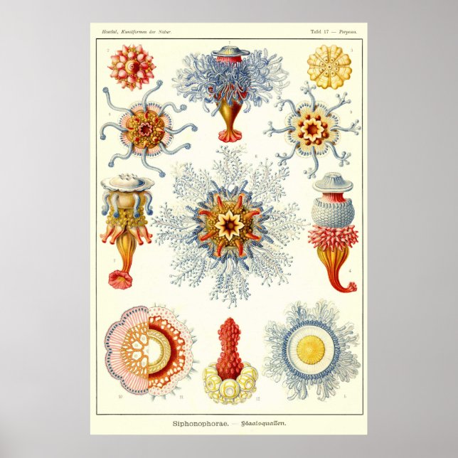 Plate 17 Siphonophorae Poster (Framsidan)