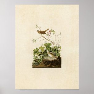 Plate 193 Lincoln Finch Amerikanska fåglar Poster