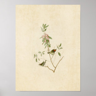 Plate 195 | Ruby-Crowned Wren | Amerikanska fåglar Poster