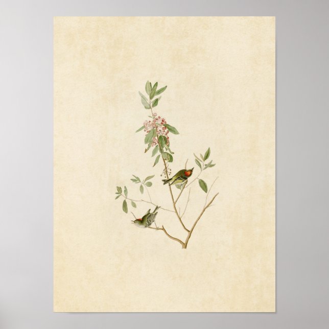 Plate 195 | Ruby-Crowned Wren | Amerikanska fåglar Poster (Framsidan)