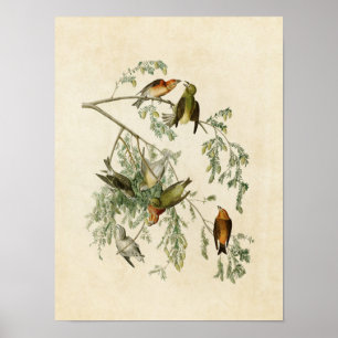 Plate 197 American Crossbill Amerikanska fågla Poster