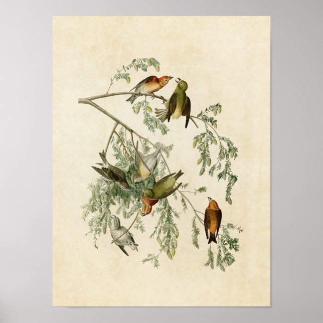 Plate 197 | American Crossbill | Amerikanska fågla Poster (Framsidan)