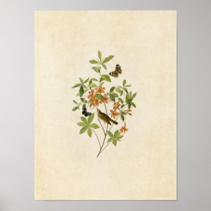 Plate 198 Brun Mask-Eating Warbler Poster