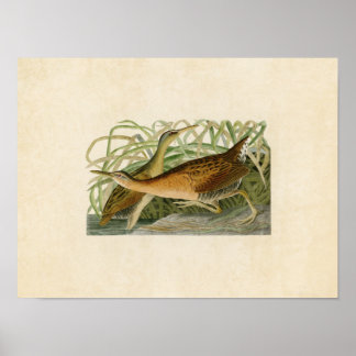 Plate 203 | Freshwater Marsh Hen Poster