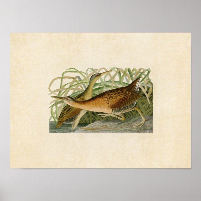 Plate 203 | Freshwater Marsh Hen Poster (Framsidan)
