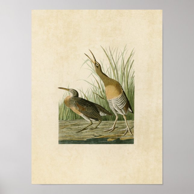 Plate 204 | Saltwater Marsh Hen | Amerikanska fågl Poster (Framsidan)
