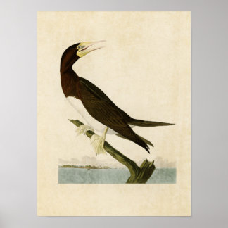 Plate 207 | Booby Gannet | Amerikanska fåglar Poster