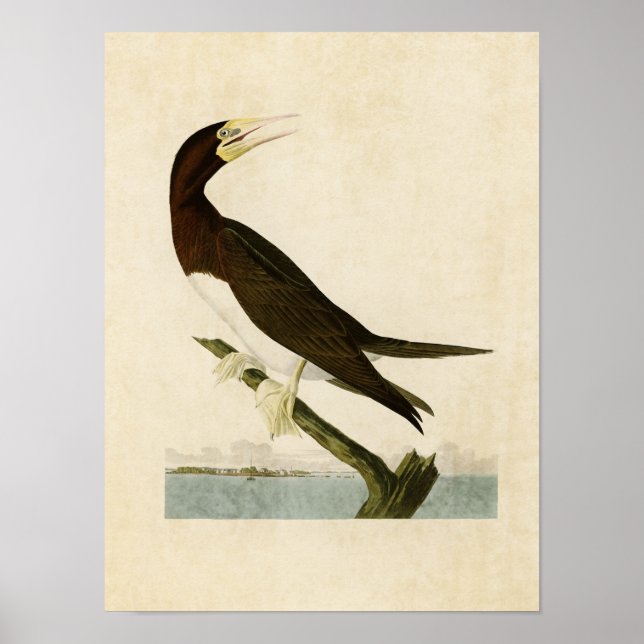 Plate 207 | Booby Gannet | Amerikanska fåglar Poster (Framsidan)