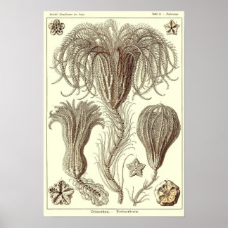 Plate 20. Krinoider. Poster