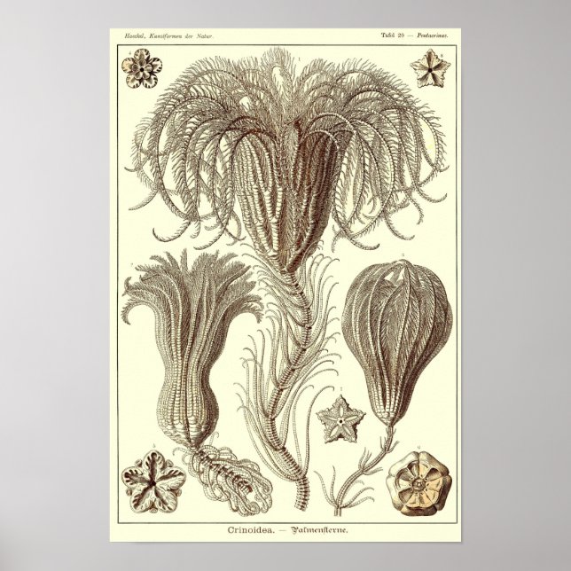 Plate 20. Krinoider. Poster (Framsidan)