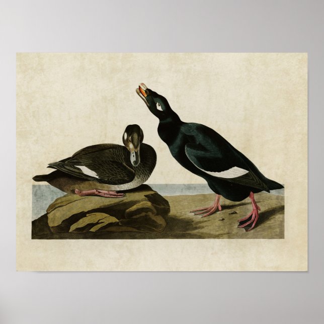 Plate 247 | Velvet Anka | Amerikanska fåglar Poster (Framsidan)