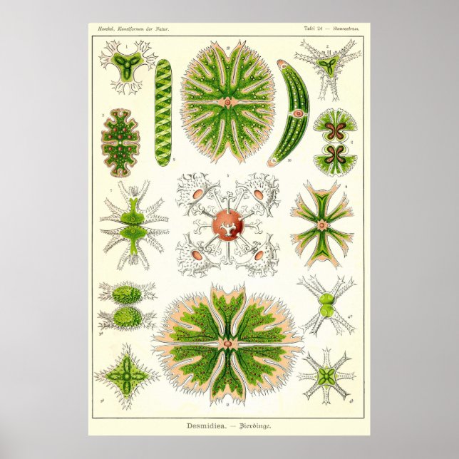 Plate 24 Desmdiea Poster (Framsidan)