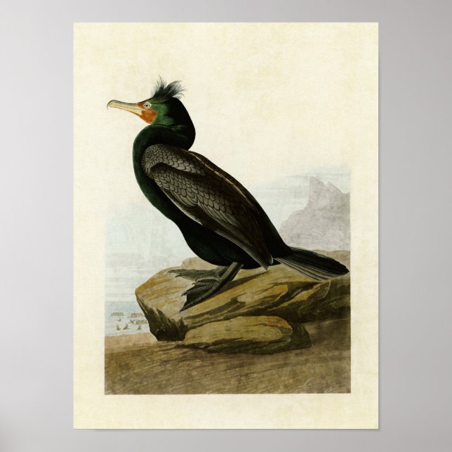 Plate 257 | Dubbla-belagd skarv Poster (Framsidan)