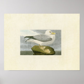Plate 264 | Fulmar Petrel | Amerikanska fåglar Poster