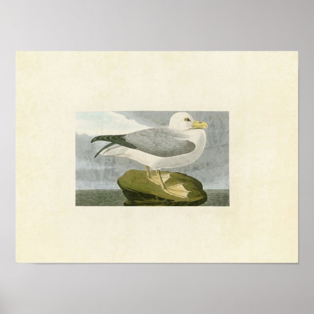 Plate 264 | Fulmar Petrel | Amerikanska fåglar Poster (Framsidan)