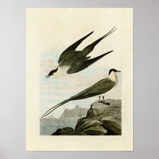 Plate 267 | Arktisk Jaeger | Amerikanska fåglar Poster (Framsidan)