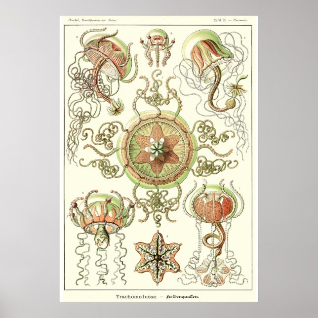 Plate 26 Trachomedusae Poster (Framsidan)