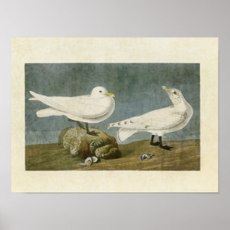 Plate 287 | Elfenbenskusten Gull | Amerikanska fåg Poster
