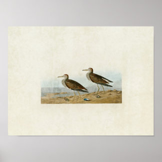 Plate 294 | Pectorsandpiper | Amerikanska fåglar Poster