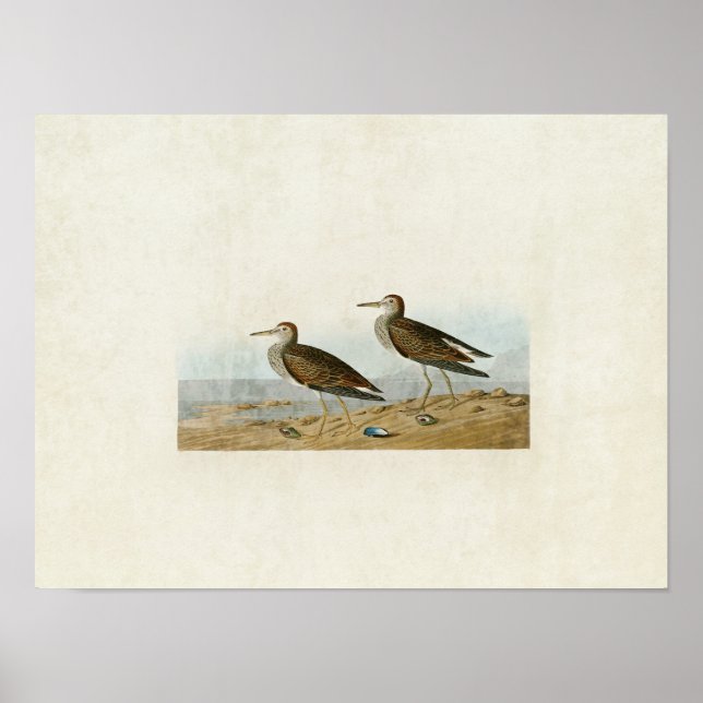 Plate 294 | Pectorsandpiper | Amerikanska fåglar Poster (Framsidan)