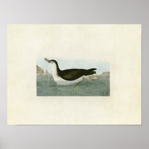 Plate 295 Manx Shearwater Amerikanska fåglar Poster