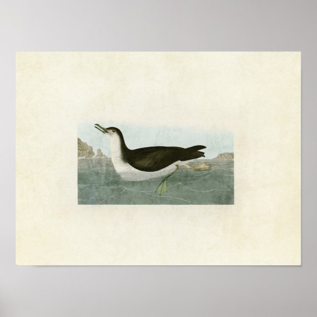 Plate 295 | Manx Shearwater | Amerikanska fåglar Poster (Framsidan)
