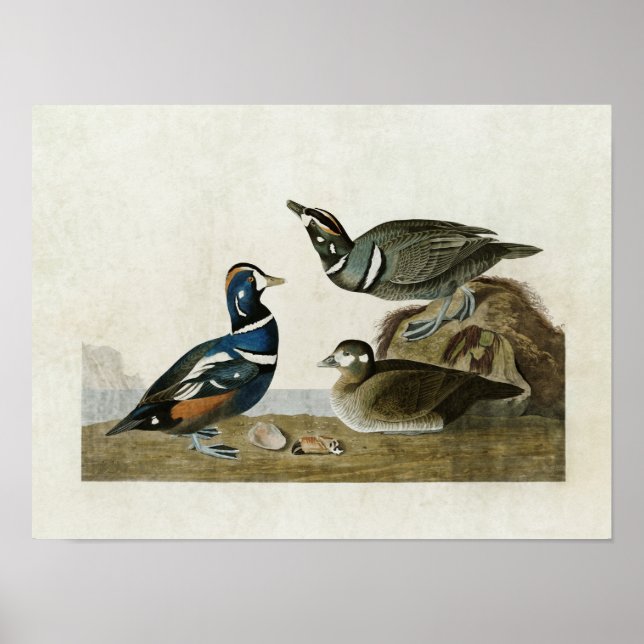 Plate 297 | Harlequin Anka | Amerikanska fåglar Poster (Framsidan)