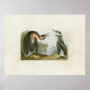 Plate 298 Red-Necked Grebe Amerikanska fåglar Poster