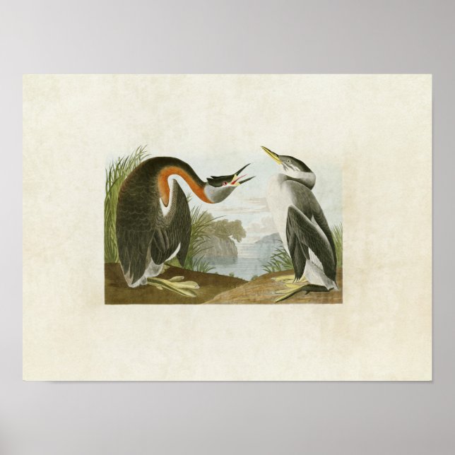 Plate 298 | Red-Necked Grebe | Amerikanska fåglar Poster (Framsidan)