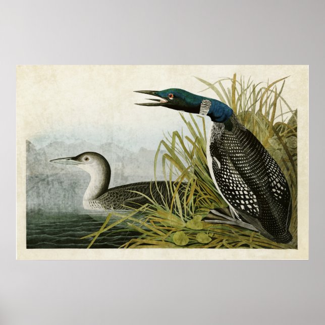 Plate 306 | Underbar nordlig dykare eller loon Poster (Framsidan)