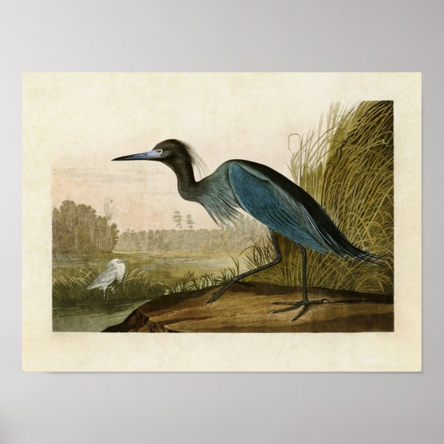 Plate 307 | Blue Crane eller Heron | Amerikanska f Poster (Framsidan)