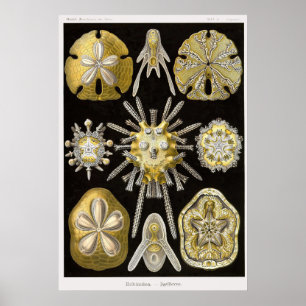 Plate 30 Echinidea Poster