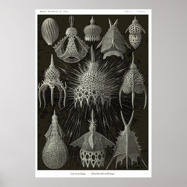 Plate 31 Cyrtoidé Poster (Framsidan)