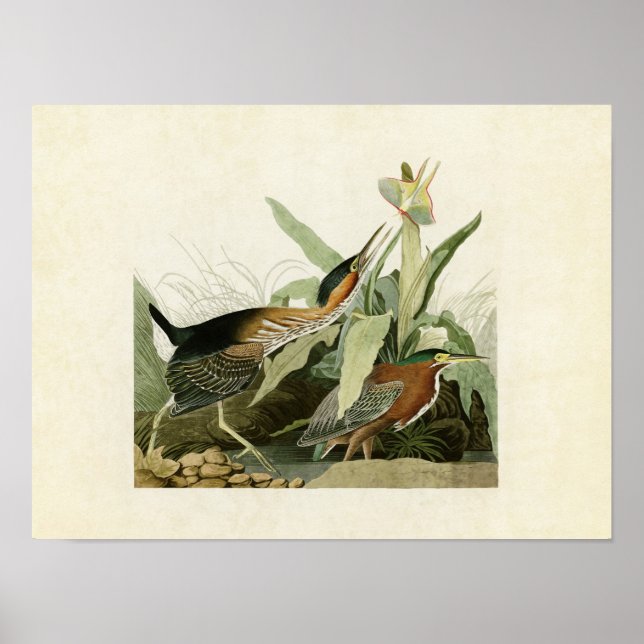 Plate 333 | Grönt Heron | Amerikanska fåglar Poster (Framsidan)