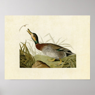 Plate 338 | Bemakulerat Anka | Amerikanska fåglar Poster
