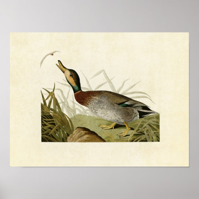 Plate 338 | Bemakulerat Anka | Amerikanska fåglar Poster (Framsidan)